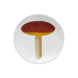 Soucoupe agaric alutace