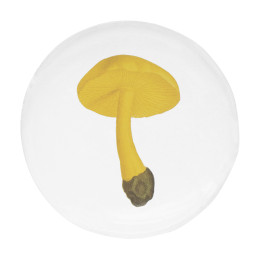 Small Agaric Couleur de Souffre Plate