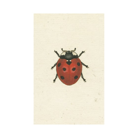 Red Ladybug Postcard