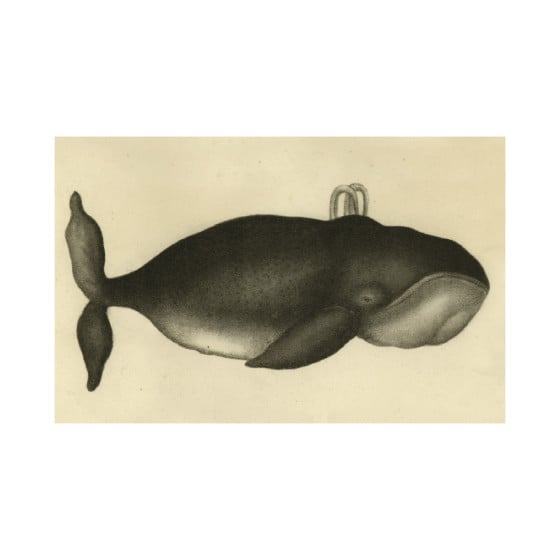 Carte postale baleine