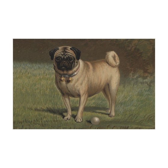 Pug & Ball Postcard