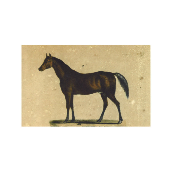 Horse Postcard