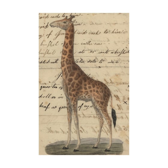 Carte postale girafe